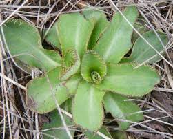 Image result for Cadaba natalensis