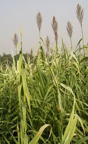 Image result for Arundo donax