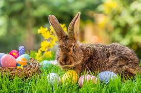 Learn how easter eggs and the easter bunny fall into the holiday. Dr Strang Recommends Leaving A Special Item Out For The Easter Bunny Halifaxtoday Ca