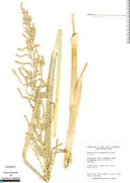 Image result for Echinochloa pyramidalis
