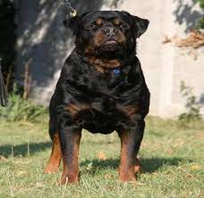 At what age do i spay or neuter my dog? German Rottweiler Puppies Rottweiler Breeder Rottweiler Puppies For Sale