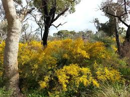 Image result for Acacia lasiopetala