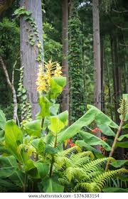 Image result for Strophanthus gardeniiflorus
