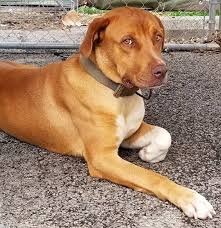 A look at the wonderful variety of labrador cross breed dogs, from first generation mixes to identifying your dog's parentage. Dog For Adoption Archie A Labrador Retriever Hound Mix In Gainesville Ga Petfinder