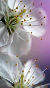 40 gambar foto bunga rose untuk wallpaper ponsel wah ok via wahok.com. Bunga Wallpapers Top Free Bunga Backgrounds Wallpaperaccess