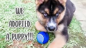German shepherd husky mix puppy for adoption near me. We Adopted A Puppy Adopting A German Shepherd Husky Mix Puppy Youtube