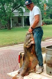Catfish can weigh over 50lbs, and large adults can achieve over 100lbs. 7 Largest Catfish Ever Caught Largest Org