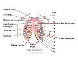 Printable anatomy labeling worksheets at best anatomy learn | worksheets samples. Pin On Anatomy