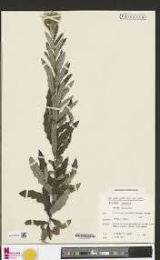 Image result for Berkheya spekeana