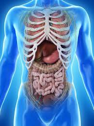 See associated conditions and treatment. Realistic Human Body Model Showing Male Anatomy With Internal Organs Behind Ribs Digital Illustration Colon Anatomical Stock Photo 308612036