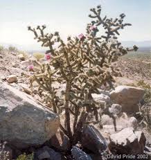 Shrubs, small bits of grass. New Mexico Cane Cholla Cactus