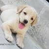 Labrador retriever puppies for sale in pakistan. Https Encrypted Tbn0 Gstatic Com Images Q Tbn And9gct2ccsgujbp6txvbl3yh2nqmqu2pvzru6 Vf Jjdgfi2jv Mv4c Usqp Cau