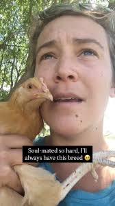 Buff orps ❤️ the golden retriever of chicken breeds. So sweet, sassy, and  companionate. Buffy was my first, a true soul hen. And then Dandelion was  my second. I miss them everyday, but they live