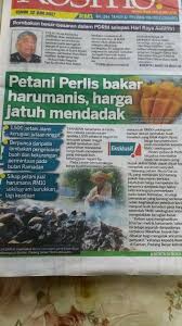 Local mango from friend house tree more harum. Petani Bakar Harum Manis Tidak Laku