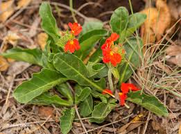 Image result for Crossandra greenstockii