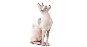 See pictures and our review of big cat rescue. Hairless Cats Breeds Info And Facts Petfinder