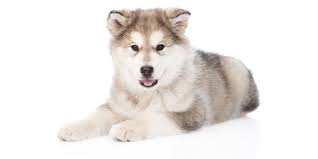 Purebred alaskan malamute puppies & dogs for sale. Find Utah Puppies For Sale From Vetted Dog Breeders In Ut