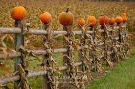 We would like to show you a description here but the site won't allow us. On The Fence The View From Right Here Halloween Fence Fall Pumpkins Fall Halloween