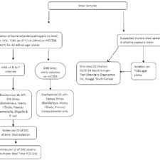 Flow Chart Showing The Isolation And Identification Of