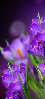 1920x1200 purple desktop purple flowers desktop wallpaper flower images new. Wallpaper Purple Flowers Crocuses Hazy Background 5120x2880 Uhd 5k Picture Image