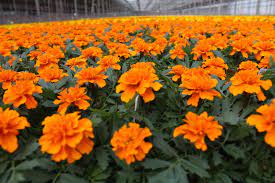 Summer Care Is Easy When Planting These Bright Marigolds Marigolds Greenhousegrowings Greenhouse Growing Plants Flower Photos