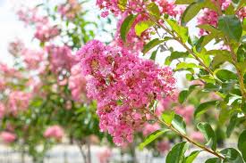 Crape Myrtle Grow Guide Buy Trees Online Perfect Plants