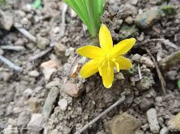 Image result for Curculigo pilosa