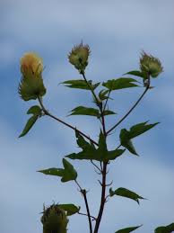 Image result for Gossypium barbadense