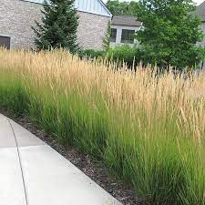 Karl Foerster Feather Reed Grass Makes The Perfect Long Blooming Hedge Plant With Its Months O Privacy Landscaping Ornamental Grasses Backyard Landscaping
