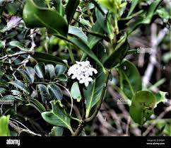 Image result for Acokanthera laevigata
