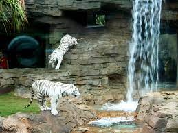 White Tigers Busch Gardens Tampa Bay Zoo Animals Busch Gardens Lion Sculpture