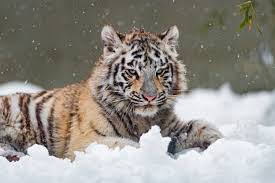 4k é uma resolução que gira em torno de 3840 pixels na horizontal e 2160 na vertical. Tigre Branco 4k Ultra Papel De Parede Hd Plano De Fundo 4987x3325