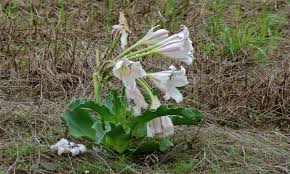 Image result for Ledebouria macowanii
