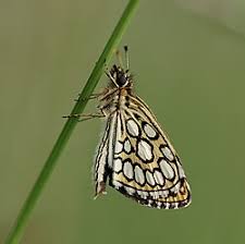 Image result for Heteropterus morpheus