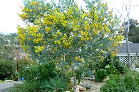 If you close your eyes and imagine a typical southern california landscape, chances are that you've pictured at least one palm tree, if not several, rising from the ground. 15 Small Shade Trees For Socal Ideas Shade Trees Plants Native Garden