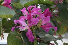Image result for Bauhinia purpurea