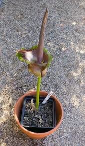 Image result for Amorphophallus