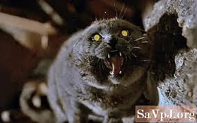 Penampakannya makin jelas saat menyalakan lampu. 9 Filem Kucing Yang Sangat Menyeramkan Persekitaran June 2021