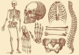 A regional study of human structure. Human Bones Sketch At Paintingvalley Com Explore Collection Of Human Bones Sketch