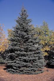 Home Blue Spruce Tree Colorado Blue Spruce Blue Spruce