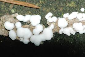 Jamur Lendir Wikipedia Bahasa Indonesia Ensiklopedia Bebas