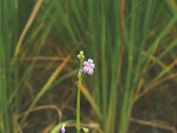 Image result for Dopatrium