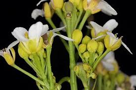 Image result for Crambe hispanica