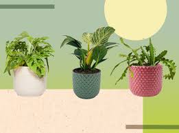 Maybe you would like to learn more about one of these? Best Plants For Bathroom Good Bathroom Plants For Brightening Up Any Space The Independent