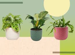 We did not find results for: Best Plants For Bathroom Good Bathroom Plants For Brightening Up Any Space The Independent