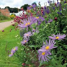 Herbstpflanzen 7 Winterharte Pflanzen Sorgen Fur Einen Farbenrausch Im Garten In 2020 Herbstpflanzen Winterharte Pflanzen Pflanzen