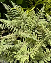 Image result for Athyrium
