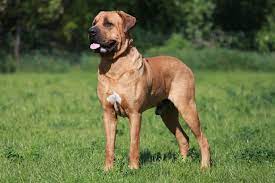 Which Dogs Are Banned In The Uk The Full List Of Breeds You Re Not Allowed To Own Mirror Online