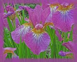 Carrie Lee Iris Flower Essence Nature S Etsy Flower Essences Iris Flowers Natural Remedies
