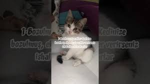 Kedim Ishal Mi Ne Yapmaliyim Kedilerde Ishal Nedenleri Belirtileri Ve Cozumleri Youtube